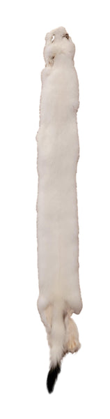 Ermine or White Weasel - Case skinned