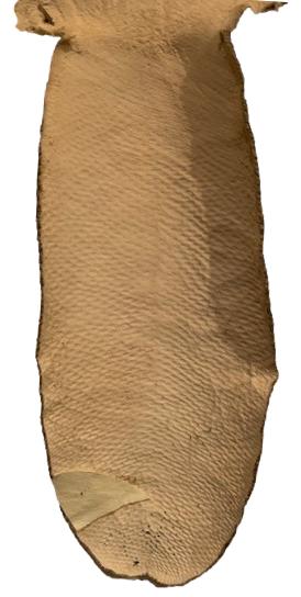 Beaver Pelt Complete W/Tail & Feet