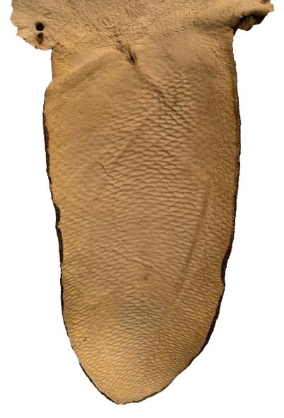 Beaver Pelt Complete W/Tail & Feet