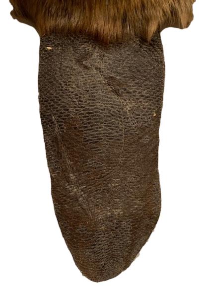 Beaver Pelt Complete W/Tail & Feet