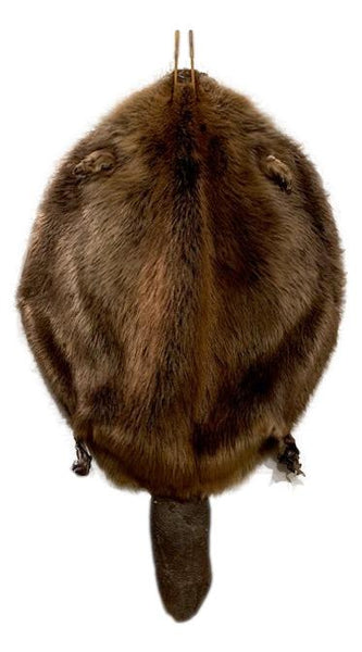 Beaver Pelt Complete W/Tail & Feet