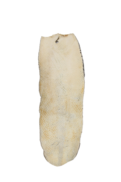 Medium Tanned Beaver Tails in Various Lengths