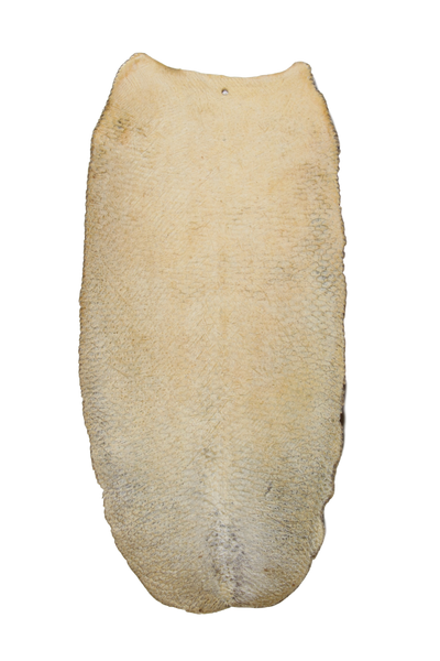 X-Large Tanned Beaver Tails in Various Lengths