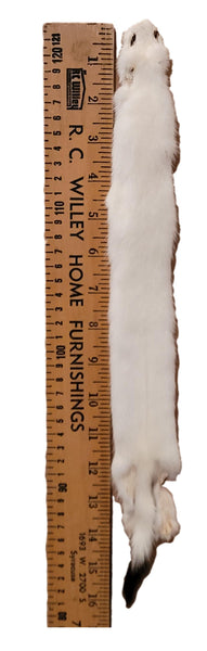 Ermine or White Weasel - Case skinned