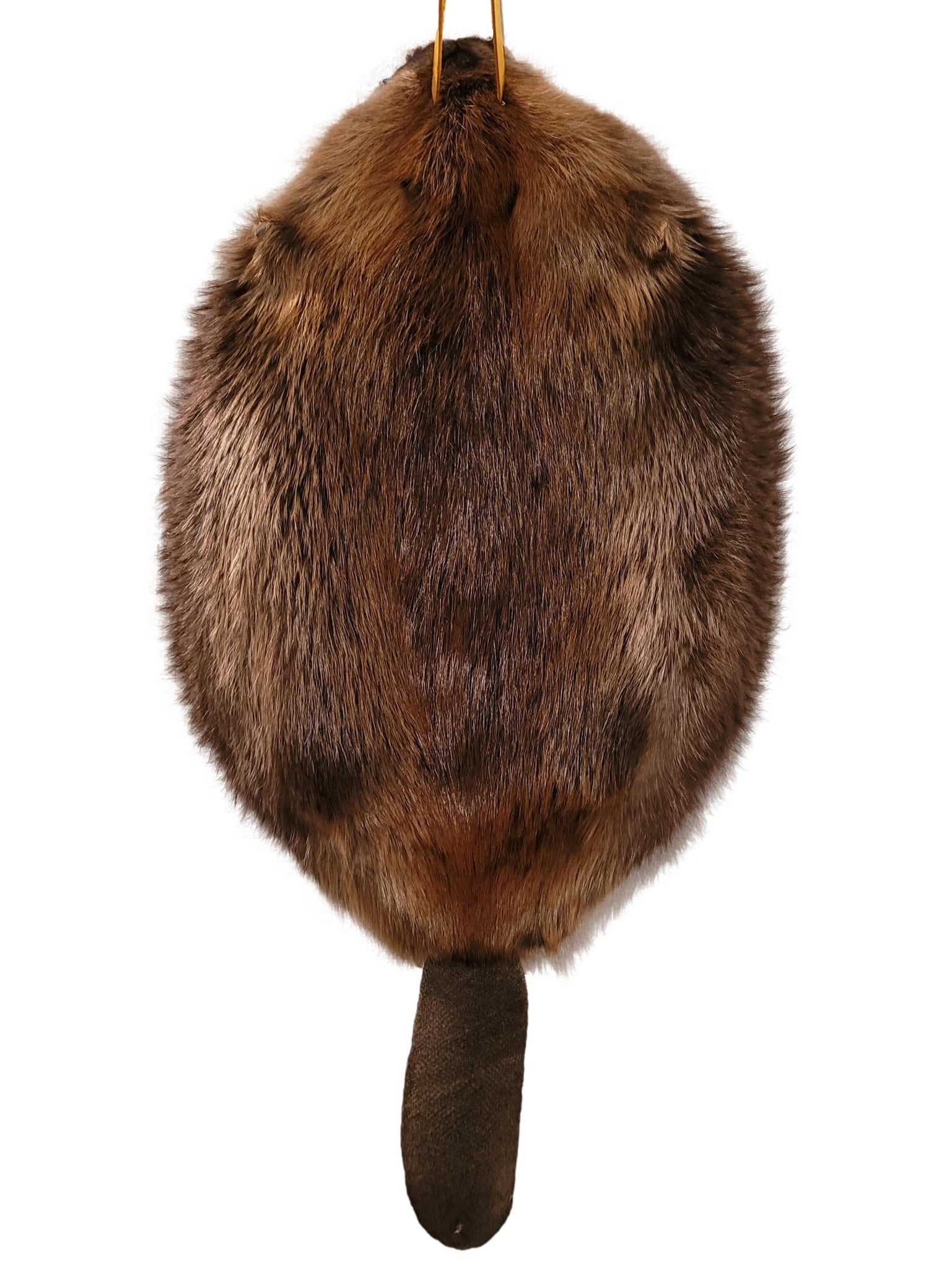 Beaver Pelt W/Tail