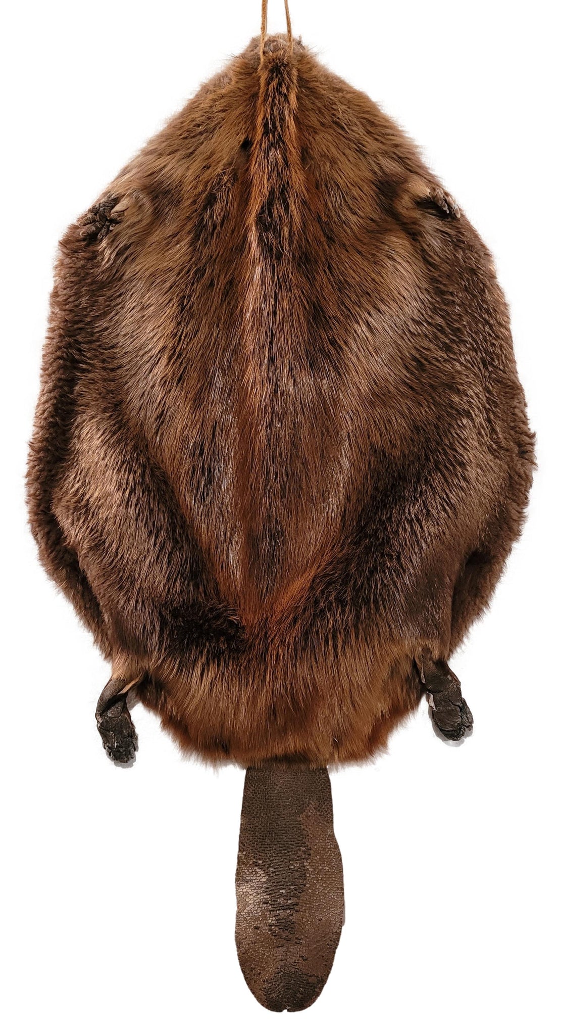 Beaver Pelt Complete W/Tail & Feet