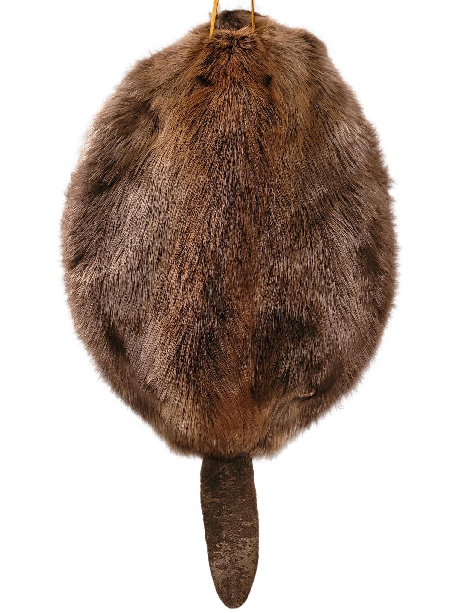 Beaver Pelt W/Tail