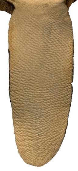 Beaver Pelt Complete W/Tail & Feet