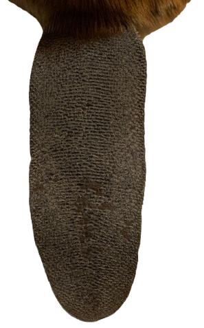 Beaver Pelt Complete W/Tail & Feet