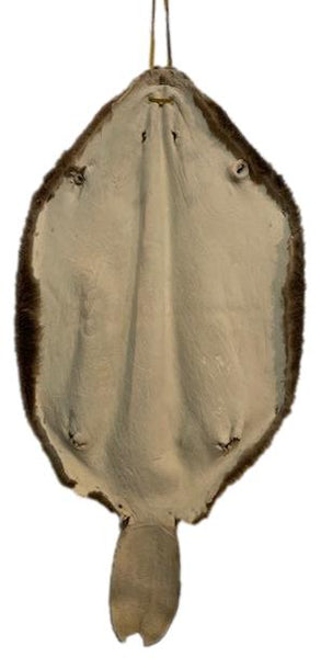 Beaver Pelt W/Notched Tail