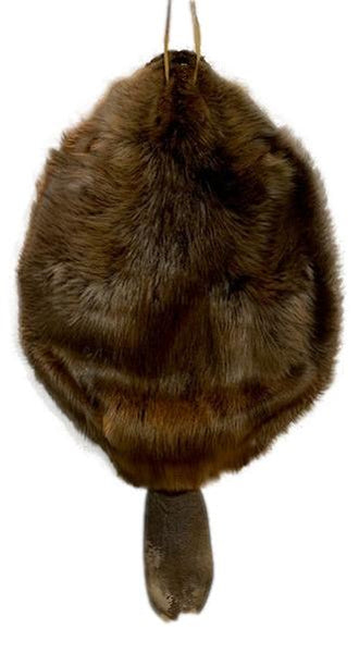Beaver Pelt W/Notched Tail
