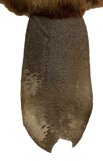 Beaver Pelt W/Notched Tail