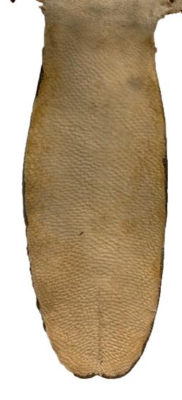Beaver Pelt W/Tail
