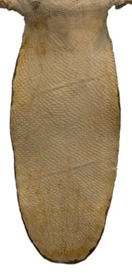 Beaver Pelt W/Tail