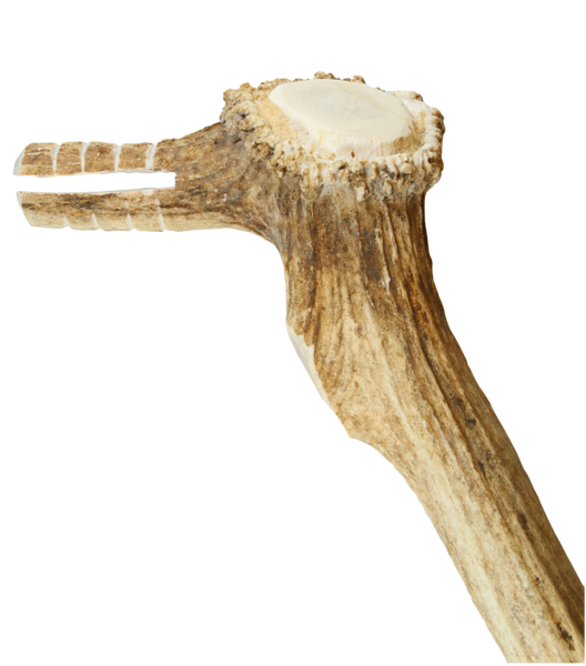 Elk Horn Scraper Handle - Wahintke - Off White Handle only