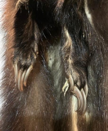 Skunk Pelt W/Tail & Feet