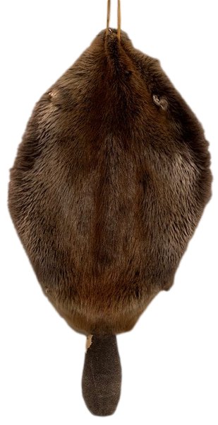 Beaver Pelt W/Tail