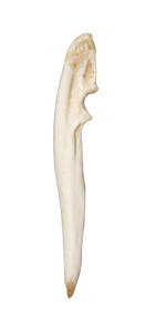Beaver Leg Bone Awl