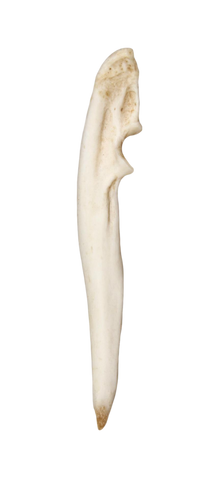 Beaver Leg Bone Awl