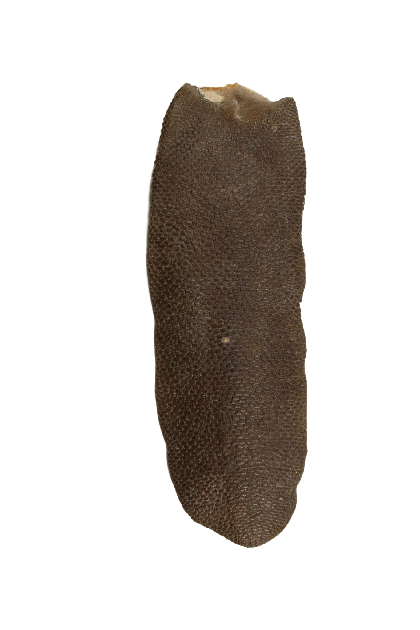 Medium Tanned Beaver Tails in Various Lengths