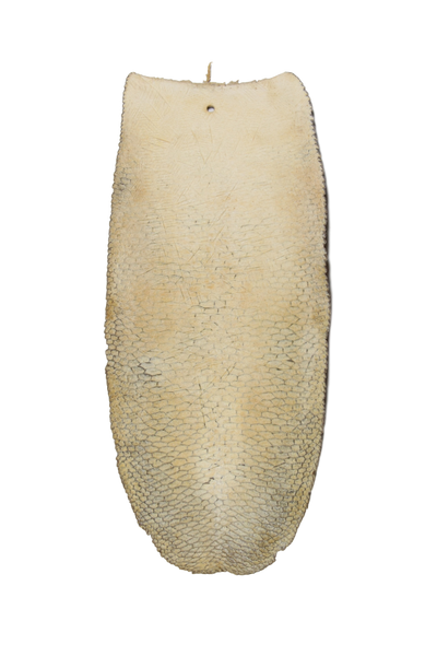 Large Tanned Beaver Tails in Various Lengths