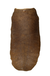 X-Large Tanned Beaver Tails in Various Lengths