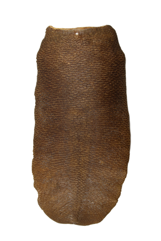 X-Large Tanned Beaver Tails in Various Lengths